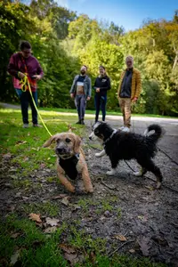 Dk Dog - Camille le Meneah - Éducatrice Canin Comportementaliste - Questembert