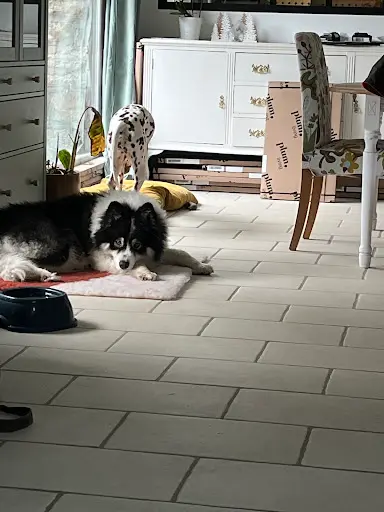 Pension L’escale Canine