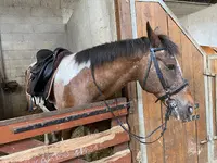 Centre Équestre les Allées Cavalières