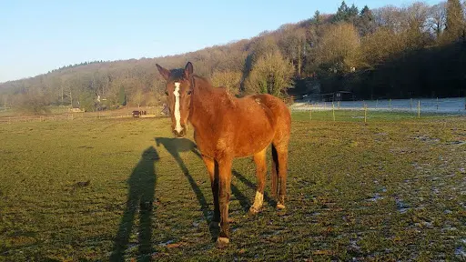 Haras de la Rillegatte