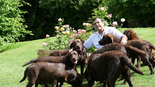 Labradors du Bois des Lilas