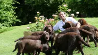 Labradors du Bois des Lilas