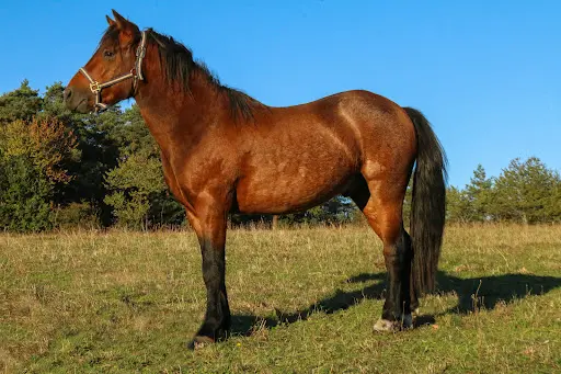 Elevage de Bedou - Poneys de Sport - New-forest