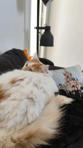 Ecole du Chat -spa de Quiberon -refuge de Kernavest
