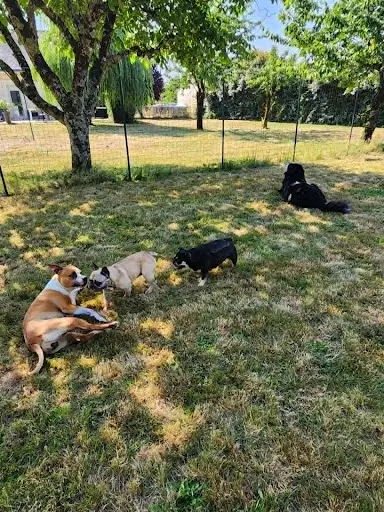 Pension Canine Familiale Amicani