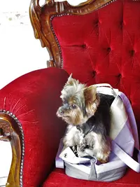Au Bonheur des Chiens, Toilettage A Domicile