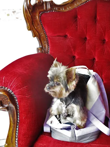 Au Bonheur des Chiens, Toilettage A Domicile