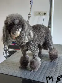 Beauté Canine