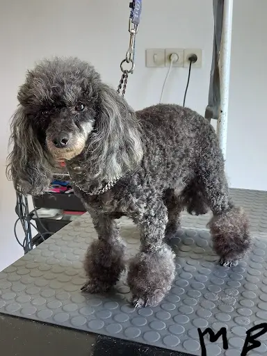 Beauté Canine
