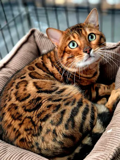 Ti ar Steredenn – Chatterie Bengal et Maine Coon
