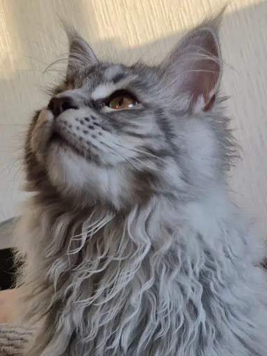 Chatterie des Coon S Charmants