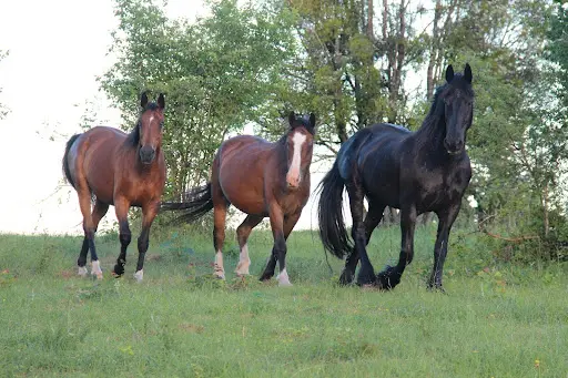 Lucky Hill Ranch