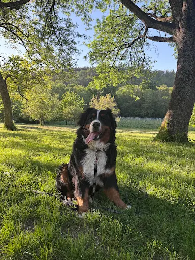 Super Nanny Dog - Educatrice Comportementaliste Canin À Domicile Secteur Haut-rhin et Environ