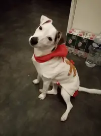 Éleveur de Jack Russel Rainville