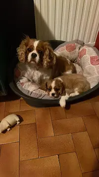 Élevage Ô Zoo de Matisse - Cavalier King Charles et Bengal