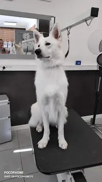 Au Chien Chic de Rambouillet Toilettage