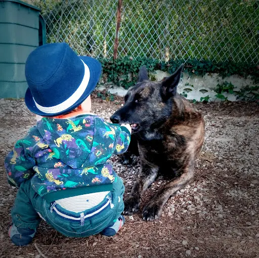 Education Canine - Conseil en Comportement - Chiens des Villes