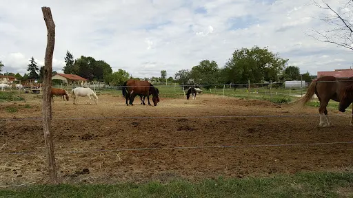 Poney Club Ambre