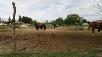 Poney Club Ambre