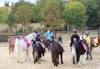 Punky Pony Club