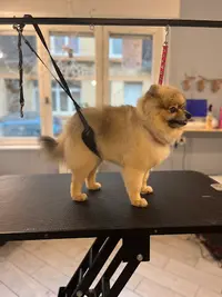 Pet Grooming