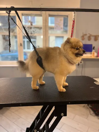 Pet Grooming