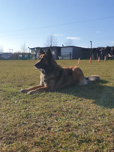 Club Canin Hayange-ranguevaux