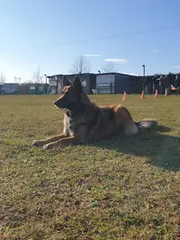 Club Canin Hayange-ranguevaux