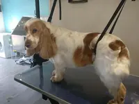 Stylé À 4 Pattes