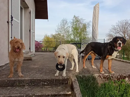 Lina "pattounes" : Visites À Domicile (chien-chat-nac) & Éduc. Canine