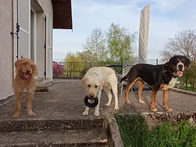 Lina "pattounes" : Visites À Domicile (chien-chat-nac) & Éduc. Canine