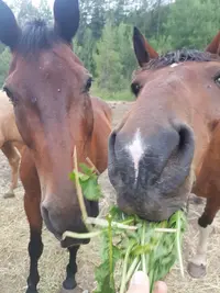 Ranch du Penas