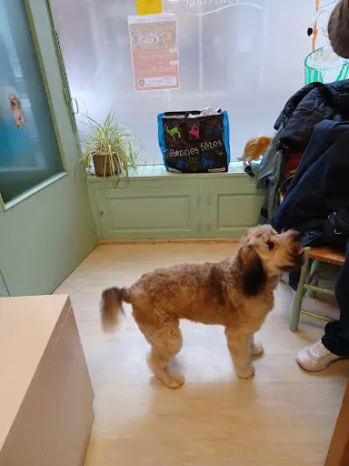 Au Chien Chic