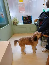 Au Chien Chic