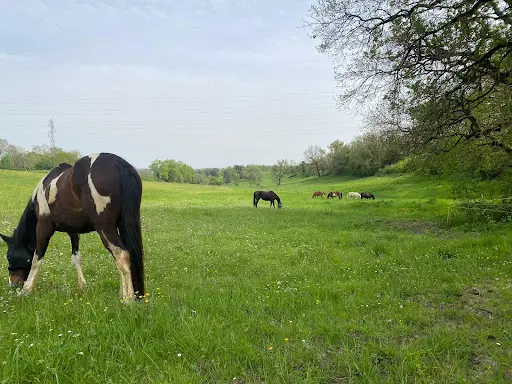 Les Écuries d'Epona