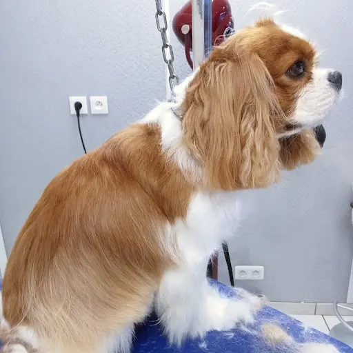 Noms d'Un Chien !