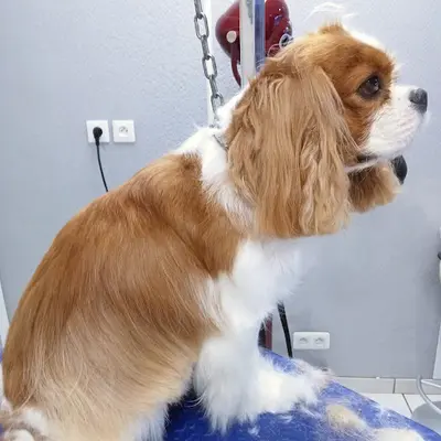 Noms d'Un Chien !