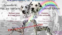 Élevage Zewonderiz Dalmatien