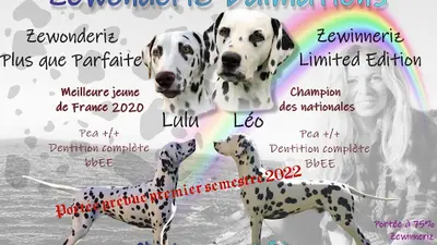 Élevage Zewonderiz Dalmatien