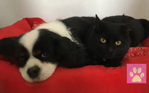 Patt Ati et Patt Ata