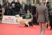 Lovely Smile Golden Golden Retriever
