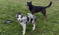 Abcd du Chien