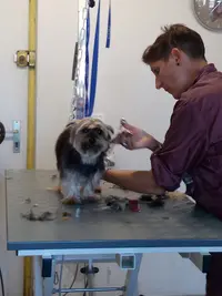 A Venir Dog