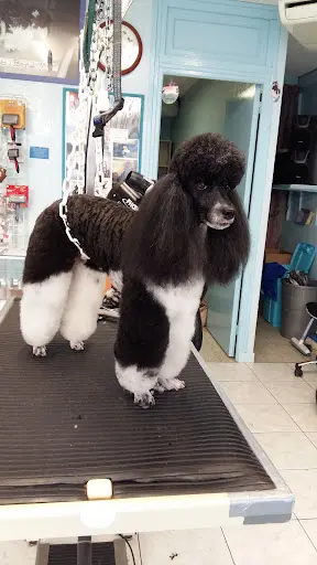 Au Royaume du Chien