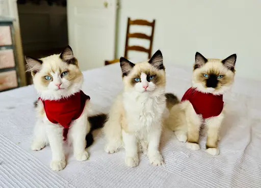 Chatterie Élevage Ragdoll du Clos des Divas À Reims