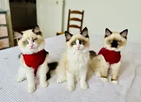Chatterie Élevage Ragdoll du Clos des Divas À Reims