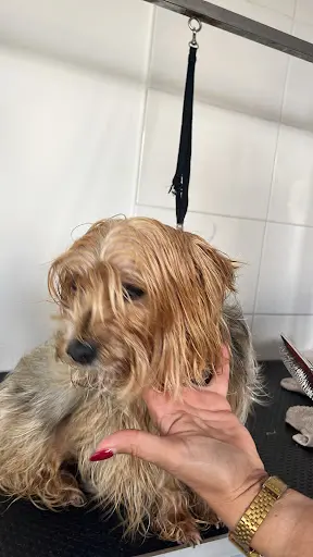 Comme Chien et Chat