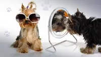 Europe Dog