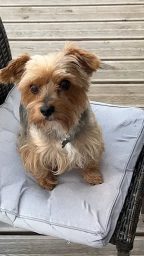 Lady Vegane Dog
