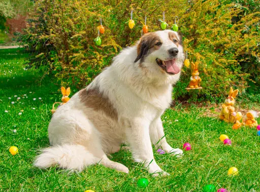 Saisons Canines, Educateur Canin, Comportementaliste